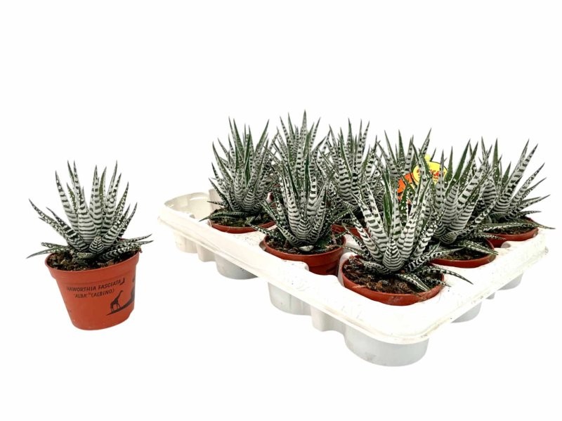 HAWORTIA  M 9 ALBA (preu unitat)