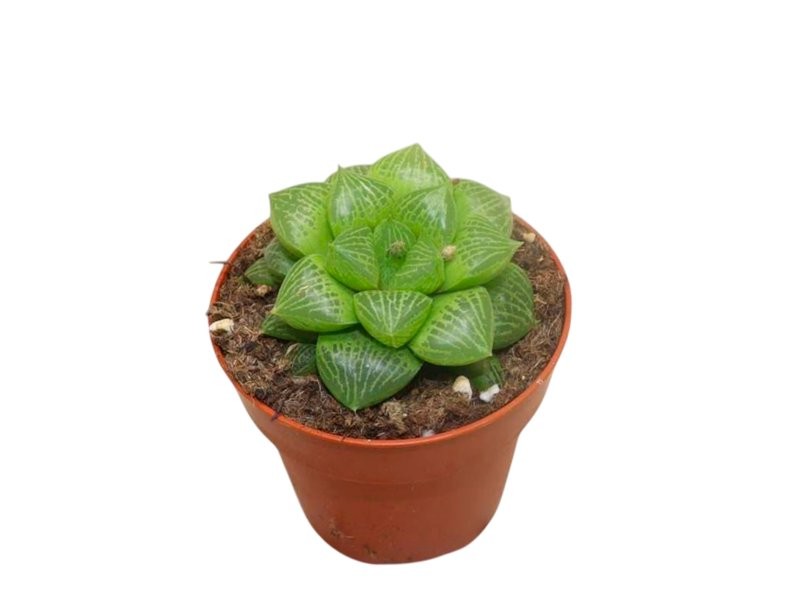 HAWORTIA  M 8.5 Comptoniana Hybride (Unitat)