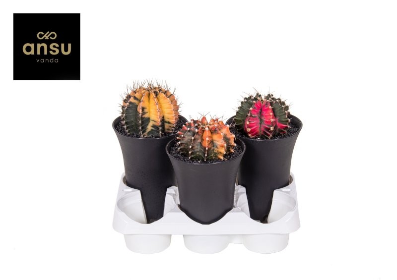 GYMNOCALICIUM VARIEGATED XXL M12 H19