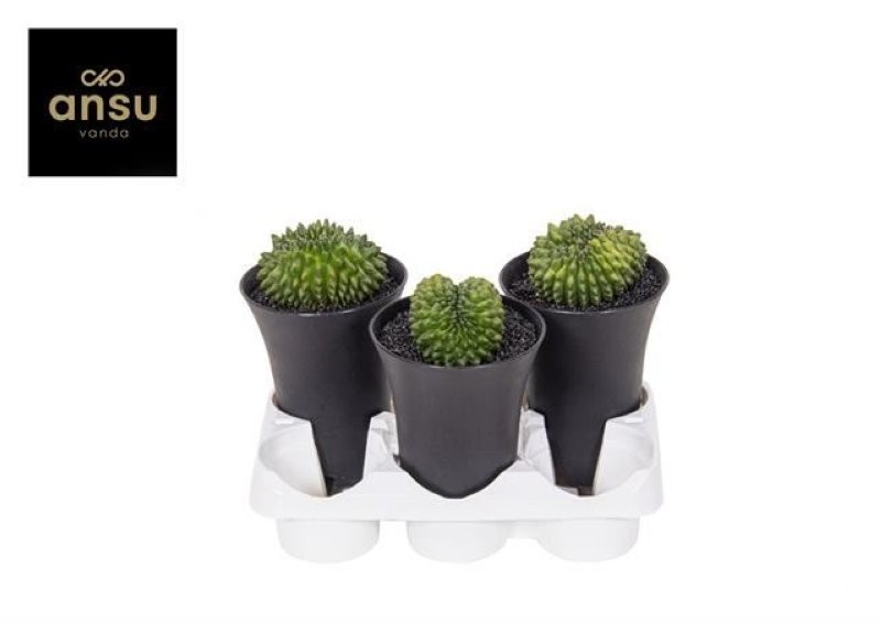 GYMNOCALICIUM SPINELESS XXL M12 H19