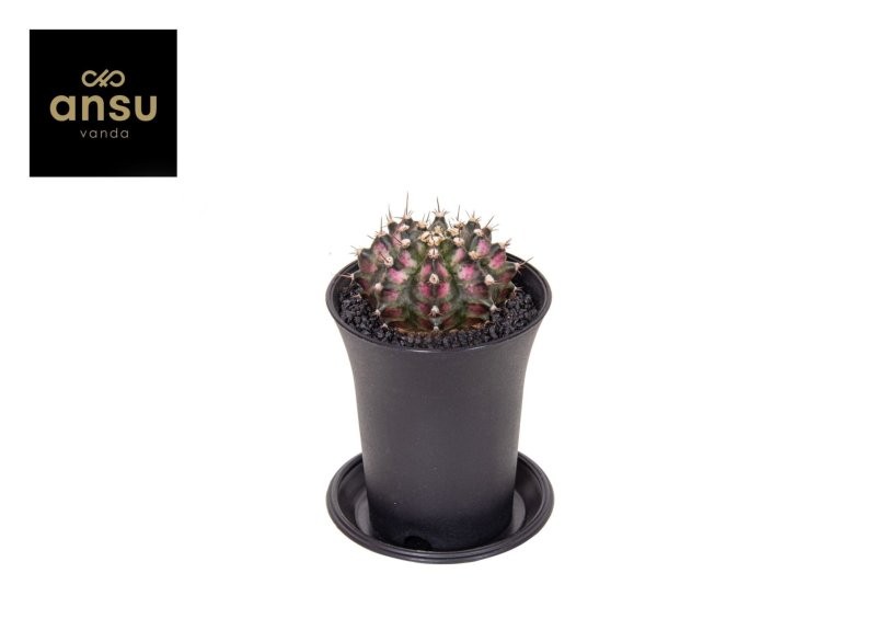 GYMNOCALICIUM T REX PINK M 7 H13  unitat