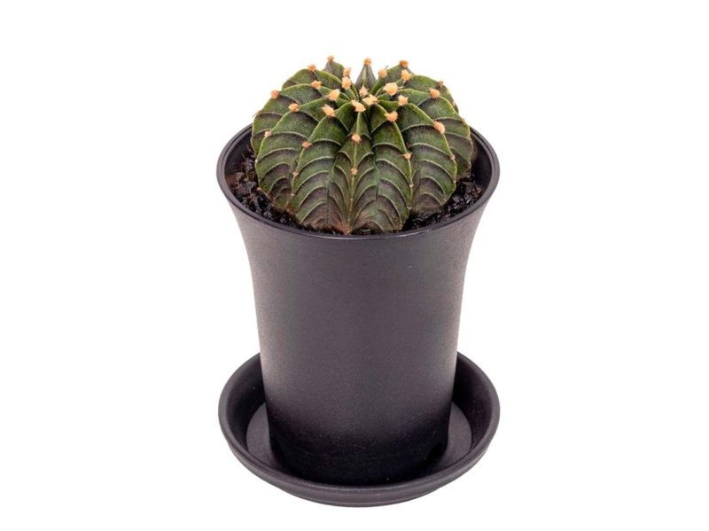 GYMNOCALICIUM GREEN STRIPE M 7 H13  unitat