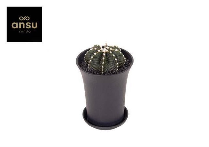 GYMNOCALICIUM BLACK XL M10 H17  unitat