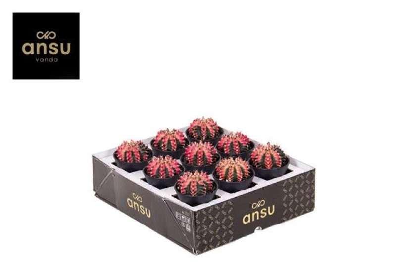 GYMNOCALICIUM MULTICOLOR  M 7,5 H13 Unitat