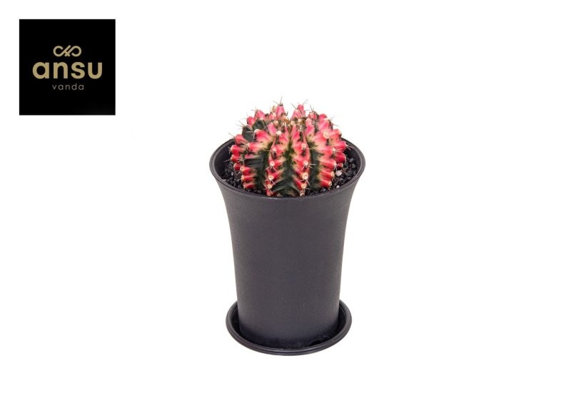 GYMNOCALICIUM MULTICOLOR  M 10 H13 Unitat