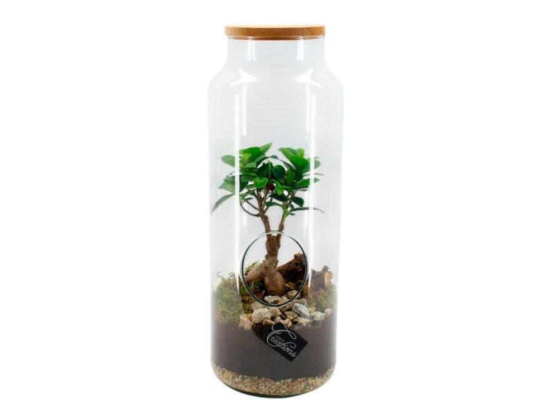 TERRARI FICUS GINSENG D19 H50