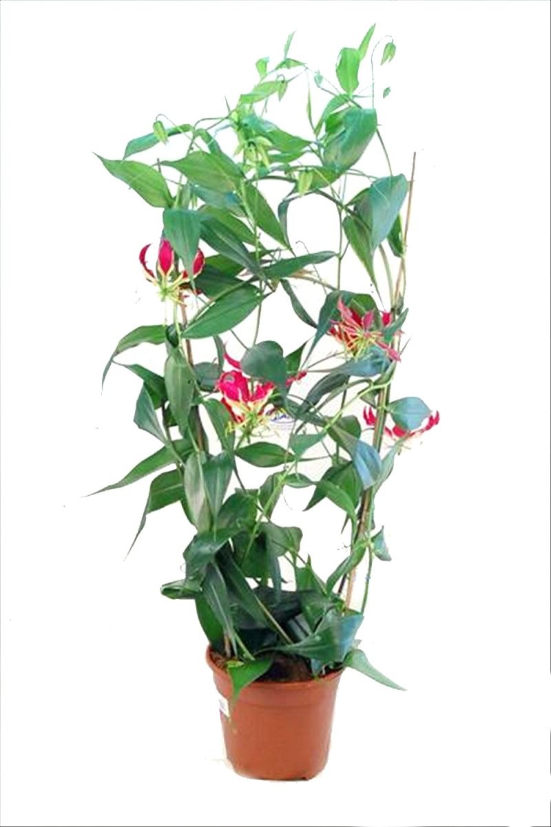 GLORIOSA  M21-130cm. SIN FLOR