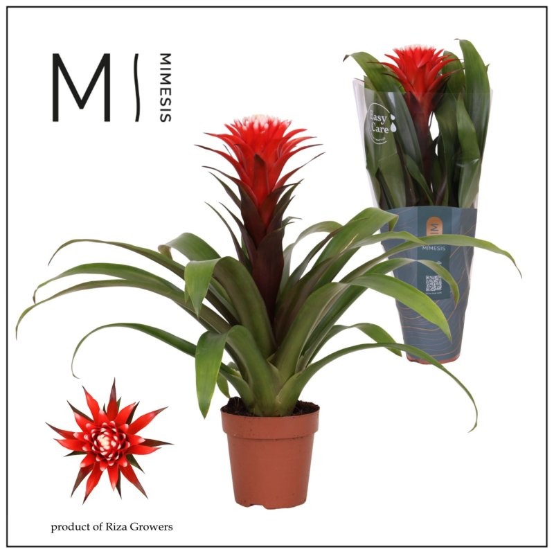 GUZMANIA  M12  HOPE