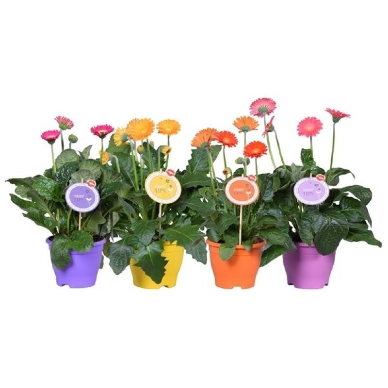 GERBERA GARVINEA  M17 45cm