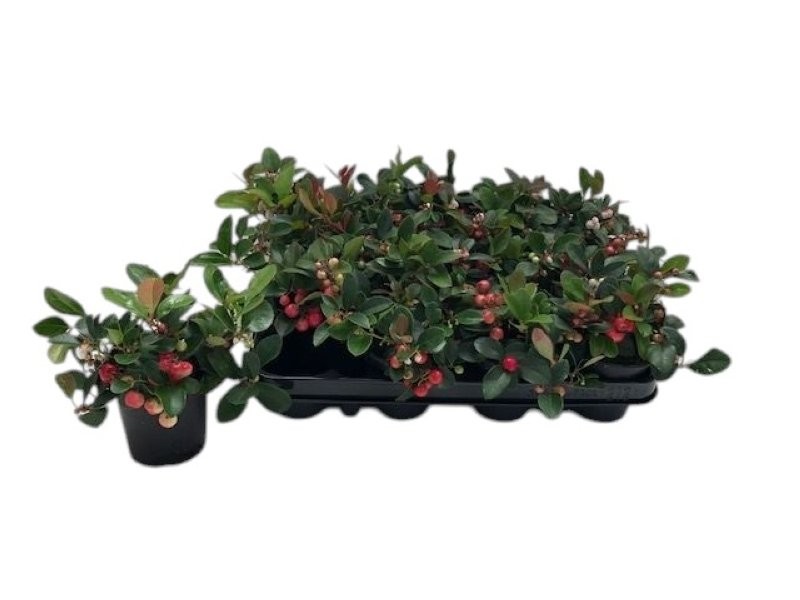 GAULTHERIA PROCUMBENS  M 9