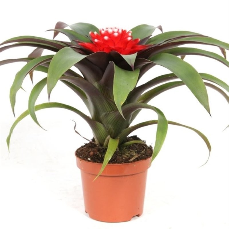GUZMANIA  M10 PRISCILLA