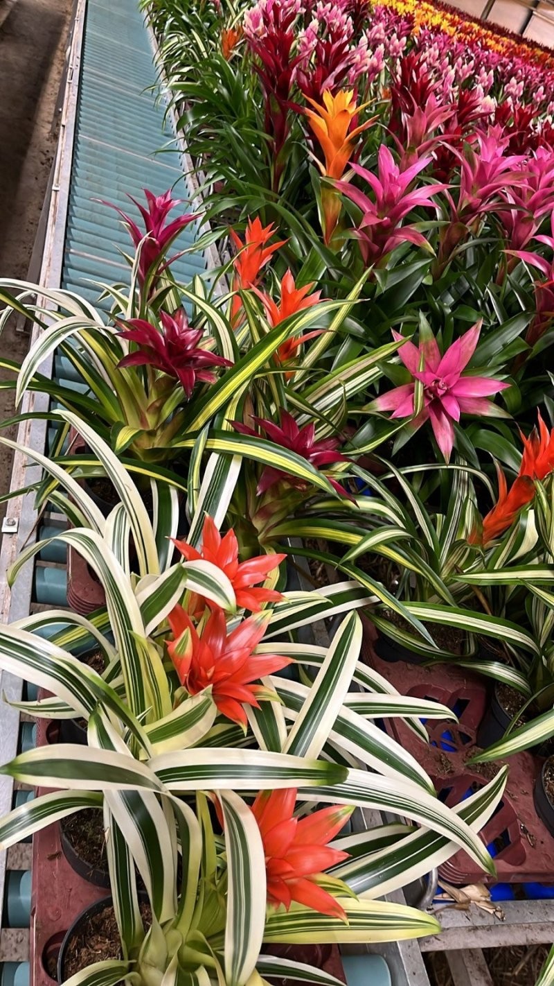 GUZMANIA  M13  VARIEGADA MIX