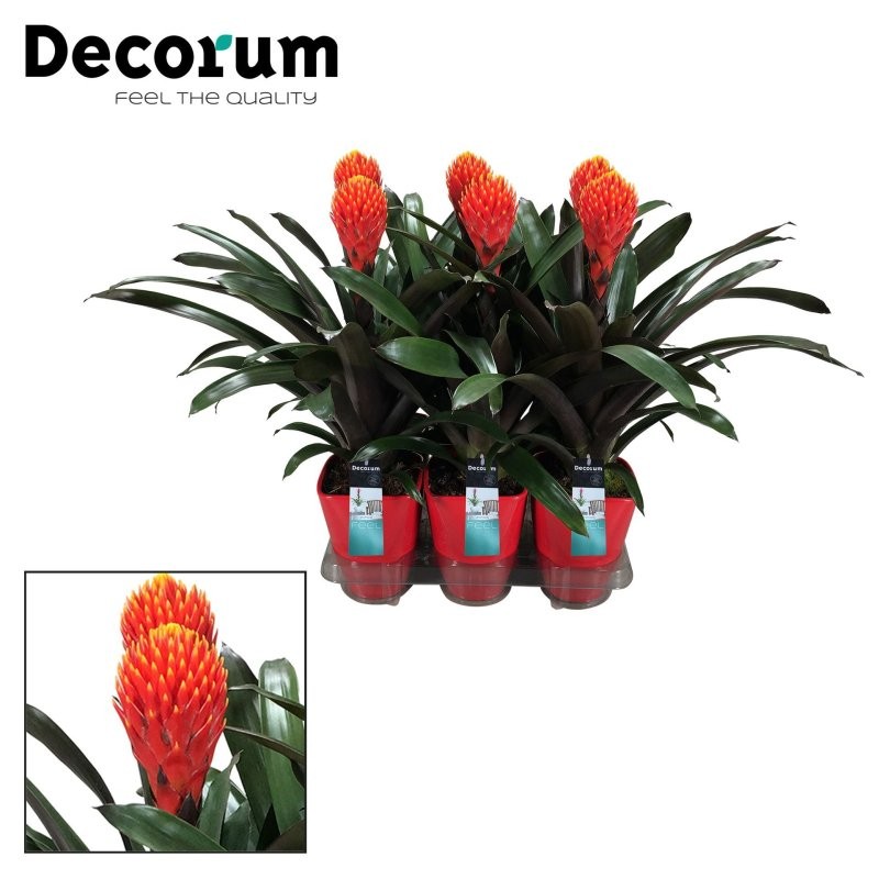 GUZMANIA  M13  TALA CERAMICA