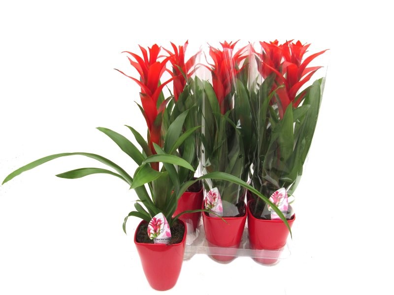 GUZMANIA  M13  OSTARA CERAMICA M14 60cm.
