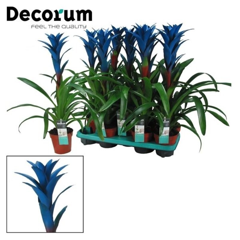 GUZMANIA  M13  OCEAN BLUE pintada