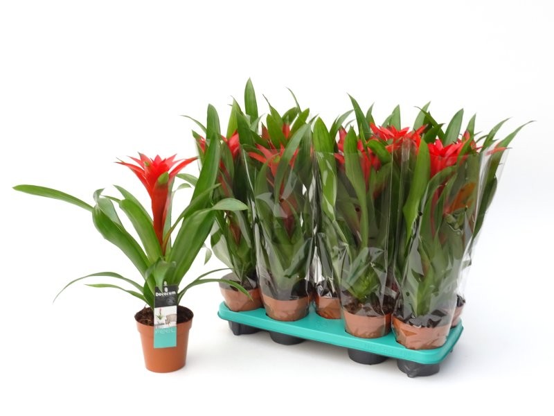 GUZMANIA  M13  OSTARA