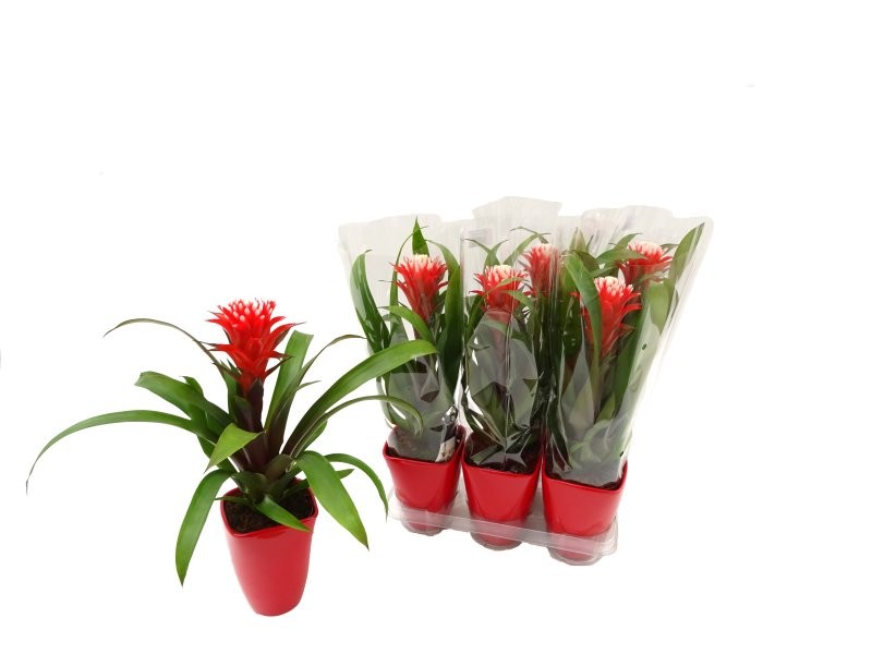 GUZMANIA  M13  HOPE CERAMICA M14 60cm.