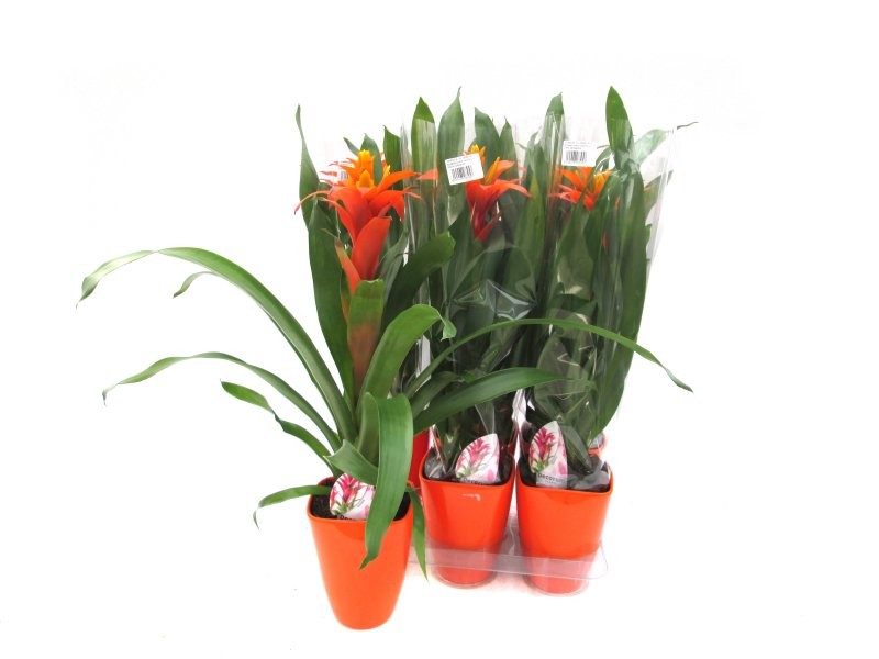 GUZMANIA  M13  HASTA LA VISTA CERAMICA