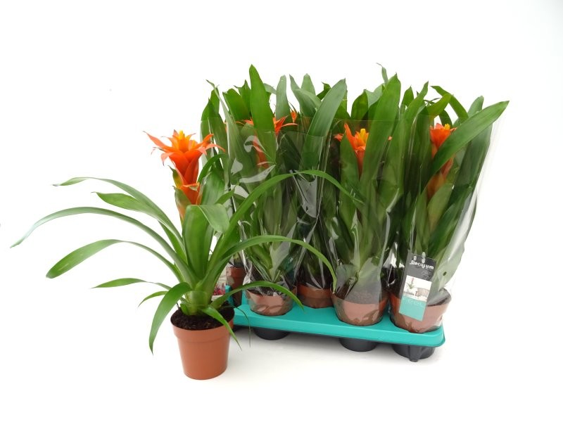 GUZMANIA  M13  HASTA LA VISTA