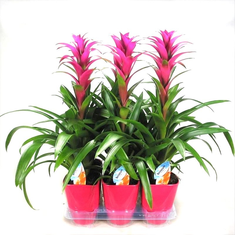 GUZMANIA  M13  FREYA CERAMICA