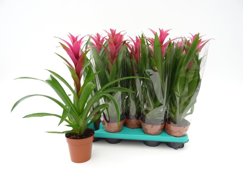 GUZMANIA  M13  FREYA XL