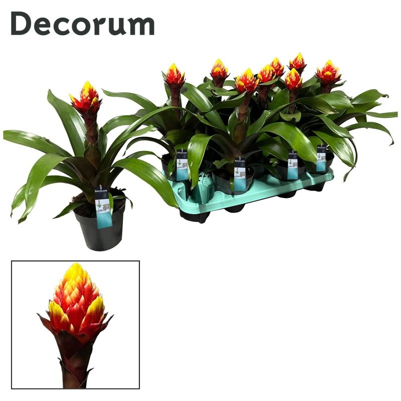 GUZMANIA  M13  CROWN