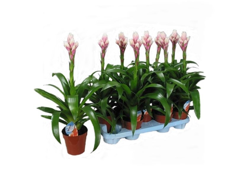 GUZMANIA  M13  CANDY