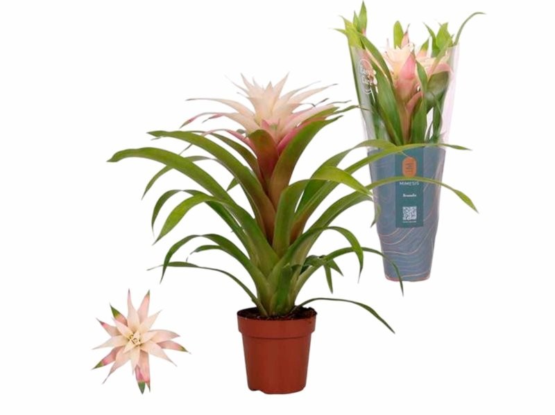 GUZMANIA  M12 DESEO MAGICAL