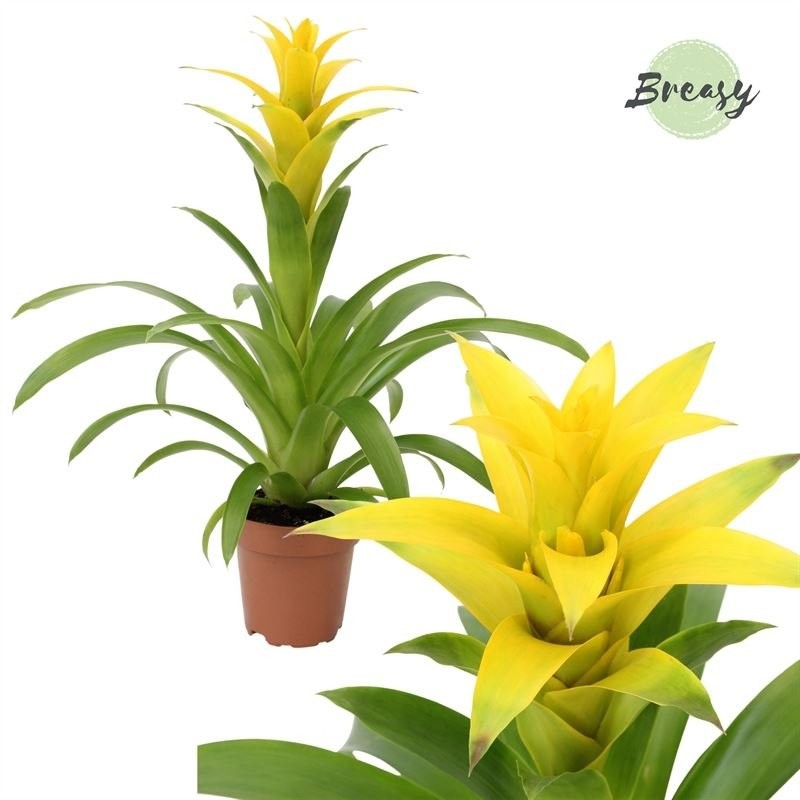 GUZMANIA  M12 DESEO YELLOW
