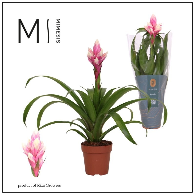 GUZMANIA  M12 CANDY