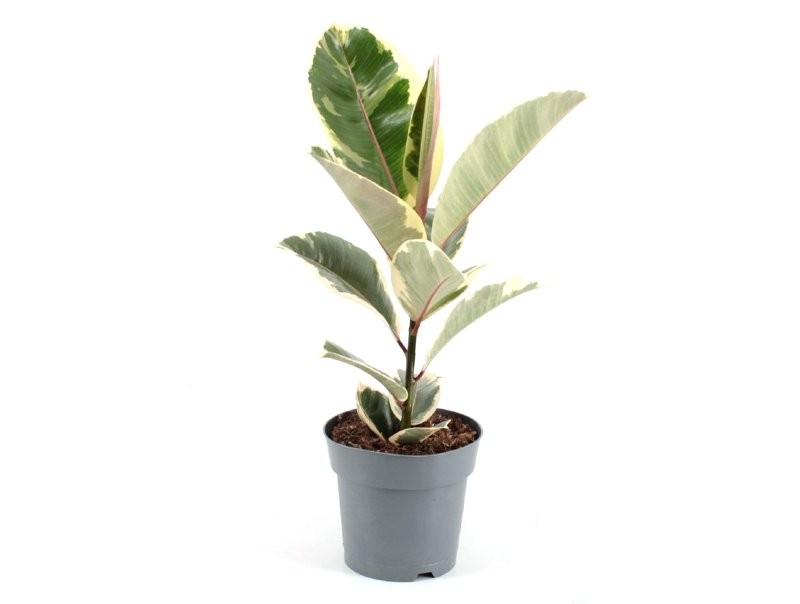 FICUS TINEKE  M17- 60cm