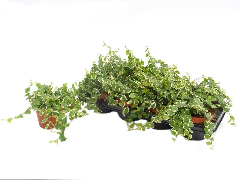 FICUS SUNNY  M12