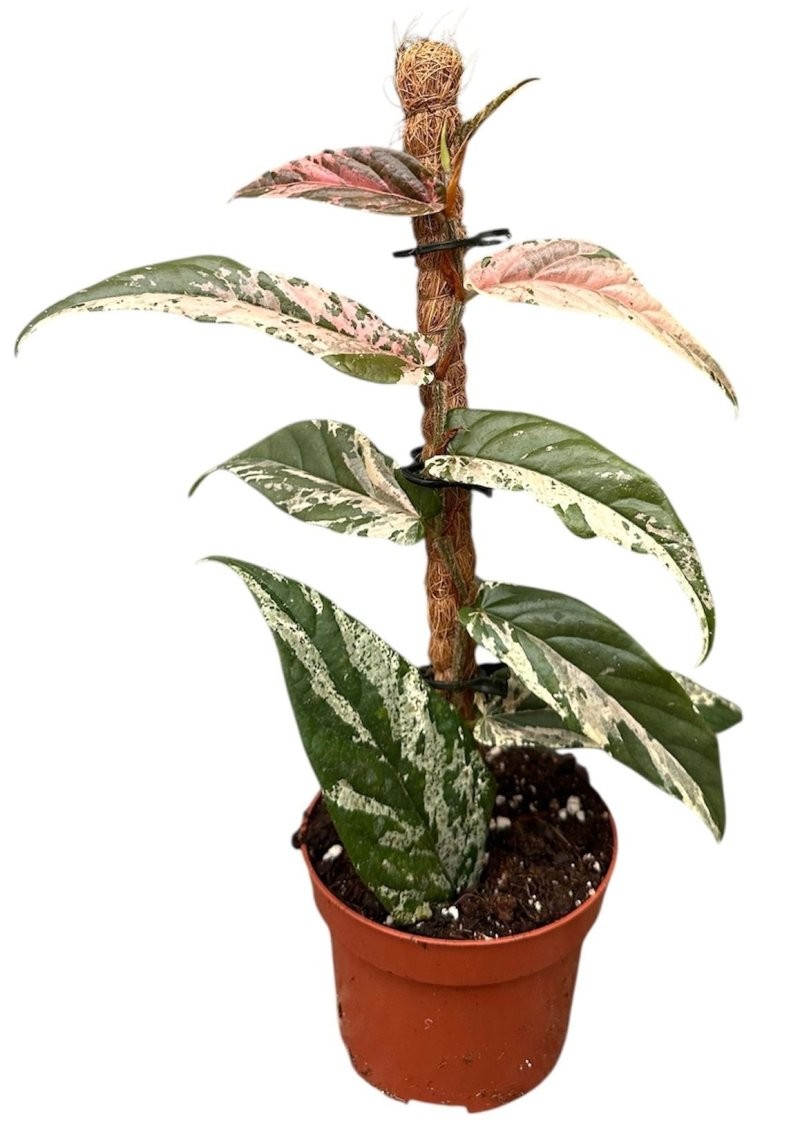 FICUS SAGITATA M 9 Variegata Pink