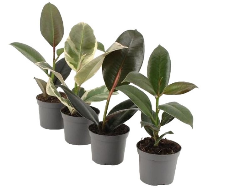 FICUS ROBUSTA  M 9 mix
