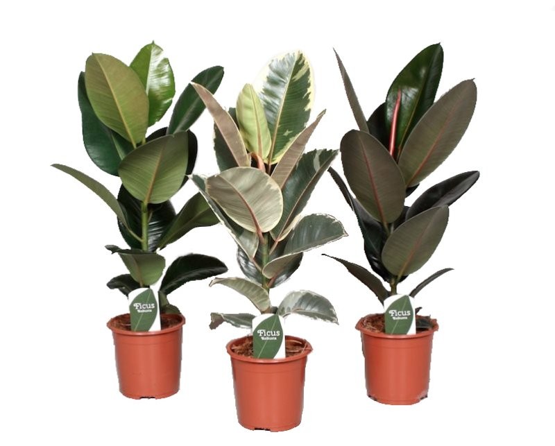 FICUS ROBUSTA  BURGUNDY M24- 120cm COPA