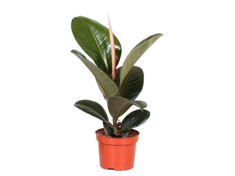 FICUS ELASTICA ROBUSTA  M12