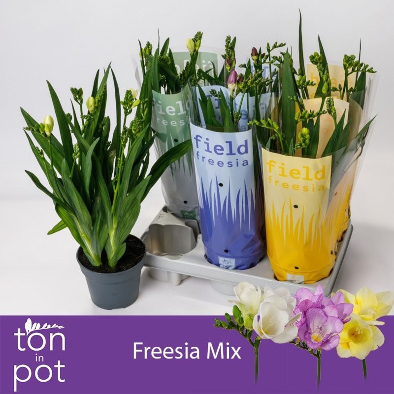 FRESSIA MIX 5 TALLOS M13