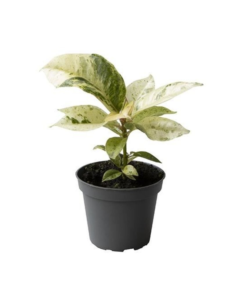 FICUS MOONSHINE M 6 variegat