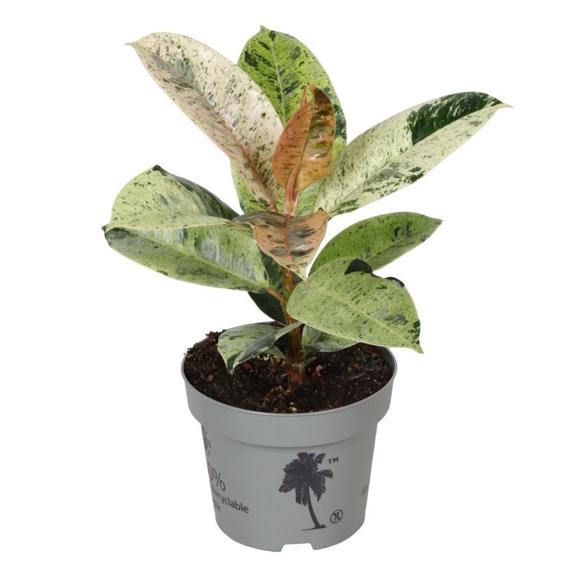 FICUS MOONSHINE M12 variegat