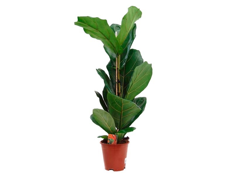 FICUS LYRATA  M17- 70cm.