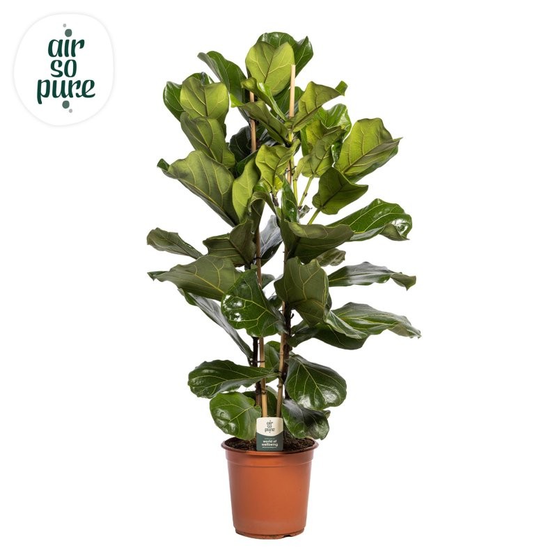 FICUS LYRATA M24-120cm. 2 plantes