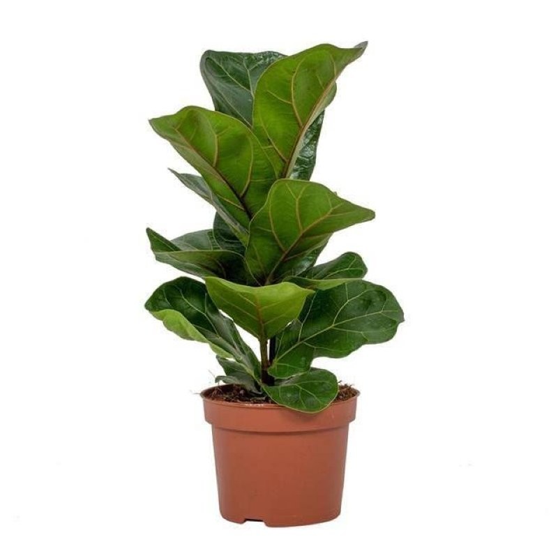 FICUS LYRATA  M12-35cm. BAMBINO