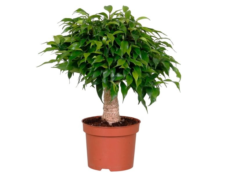 FICUS KINKI  M12 BOLA YUTE