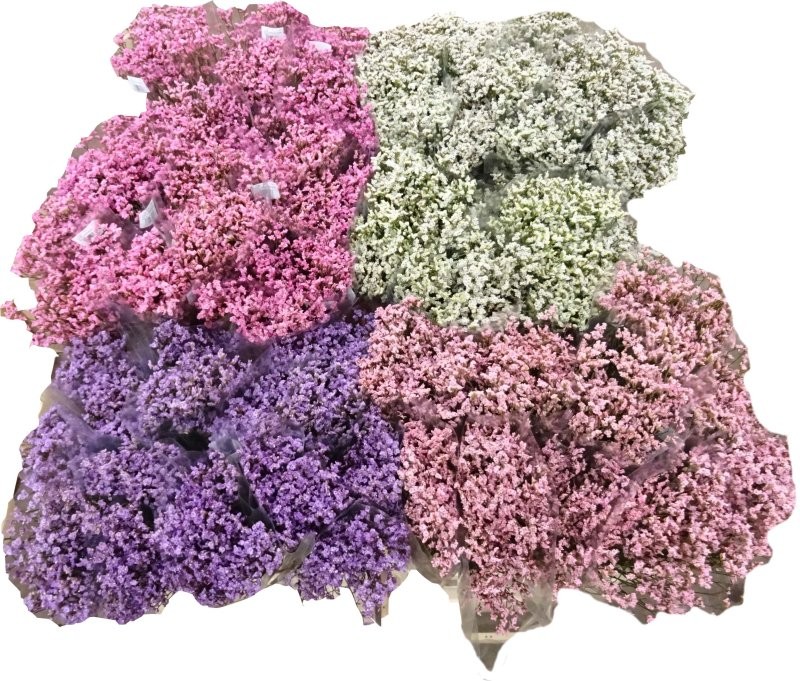 FLOR, LIMONIUM COLORS paq. x5 tiges.