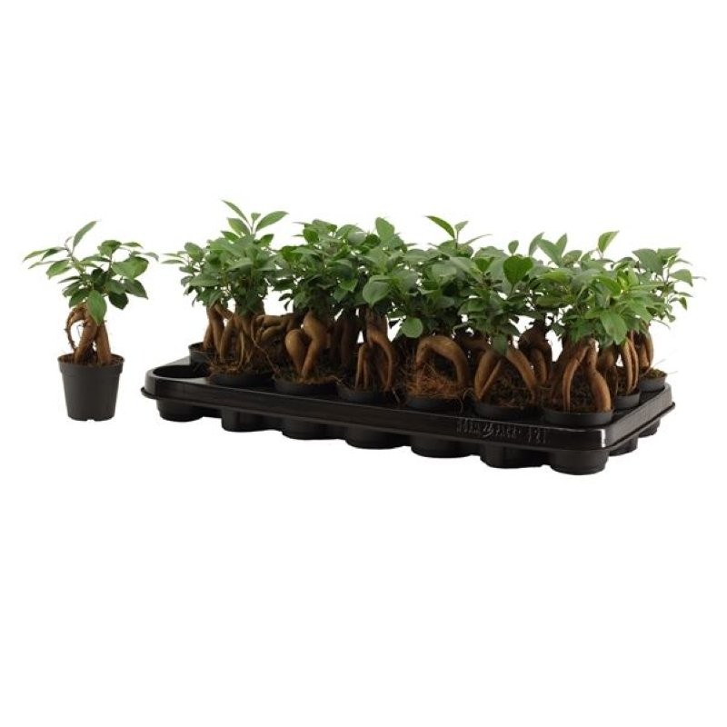 FICUS GINGEIN Mini M 7