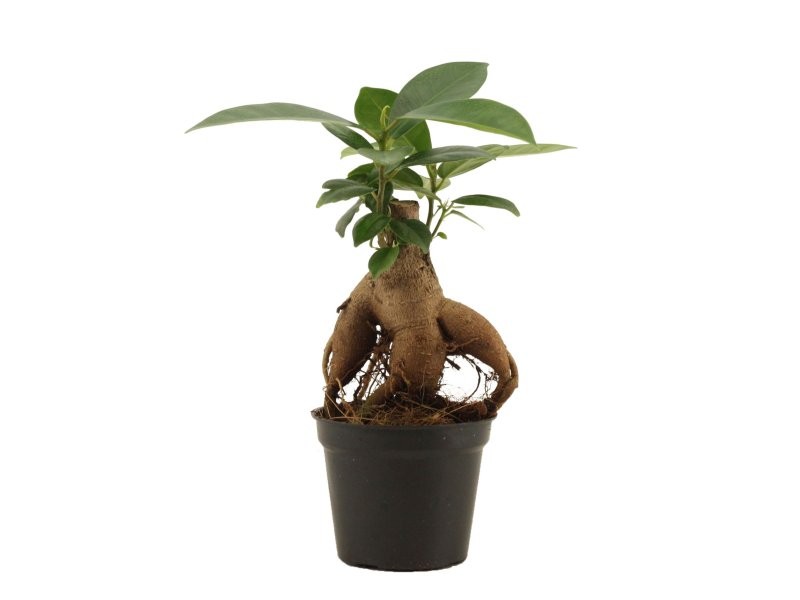 FICUS GINGEIN Mini M 6