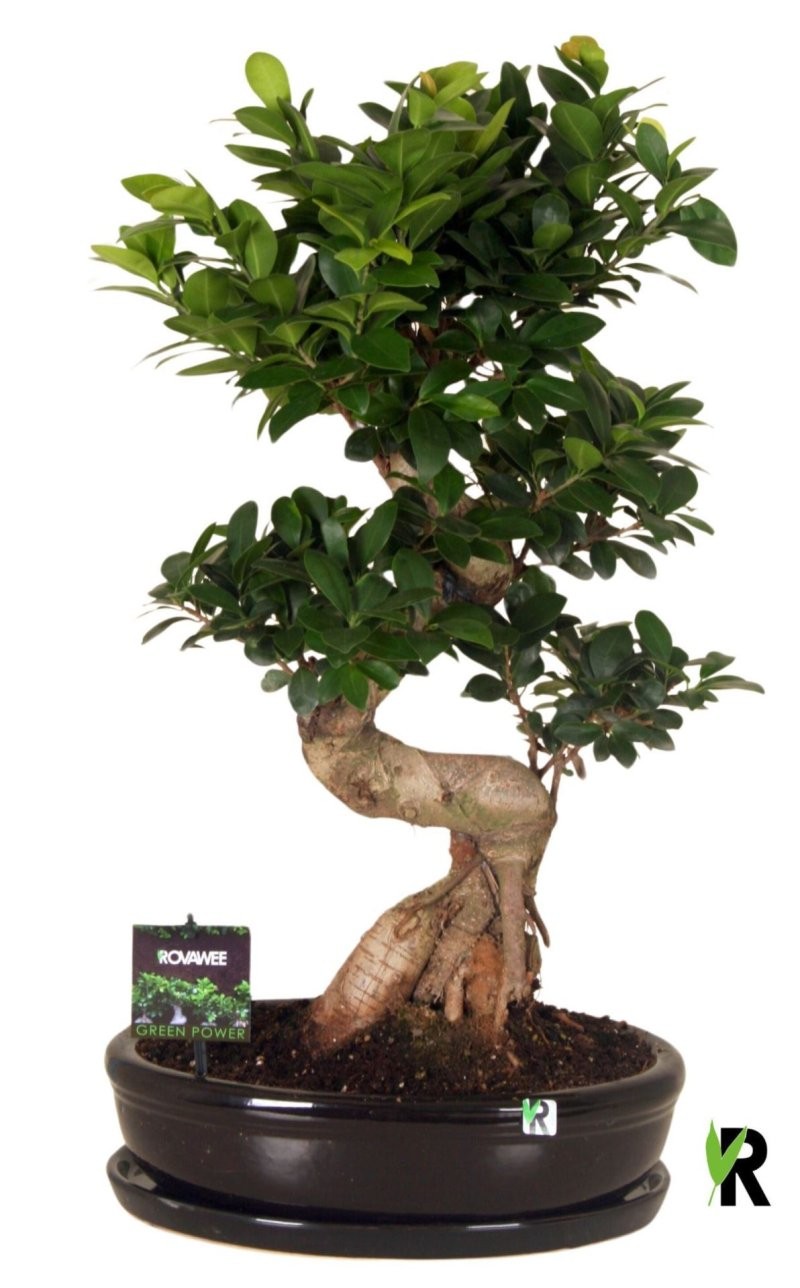FICUS GINGEIN S-type M35 H70 CERAMICA+PLAT
