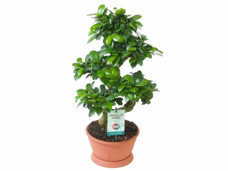 FICUS GINGEIN en S M22 -60cm