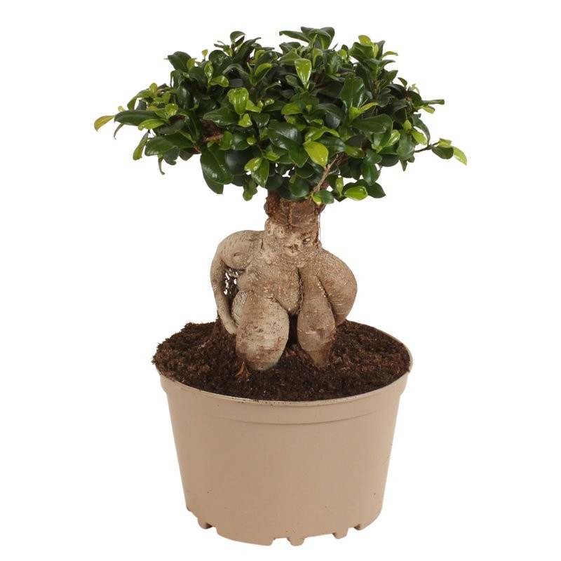 FICUS GINGEIN Ramificat M20