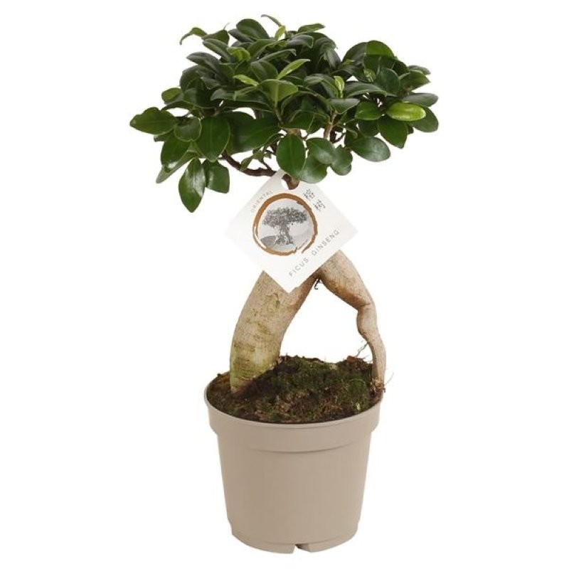 FICUS GINGEIN  M12 ramificat